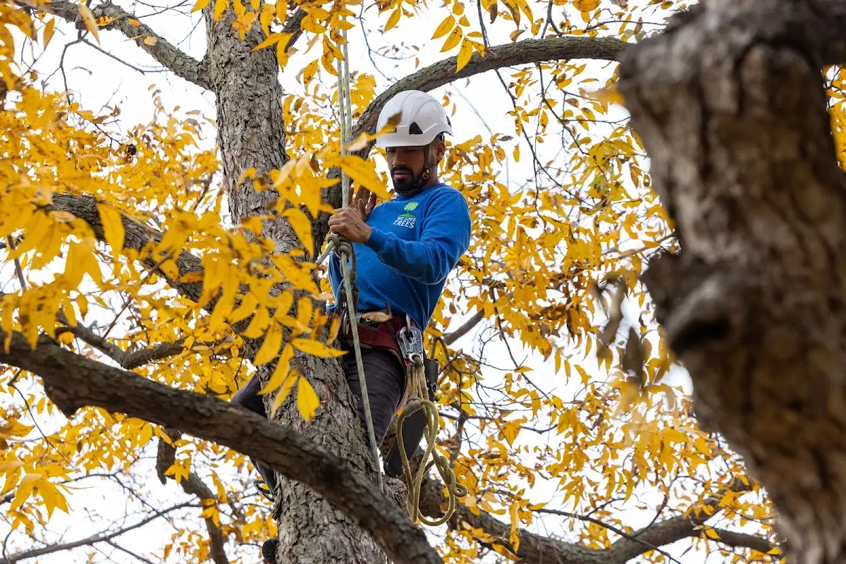 Skilled Tree Pruning crew working in Hartville