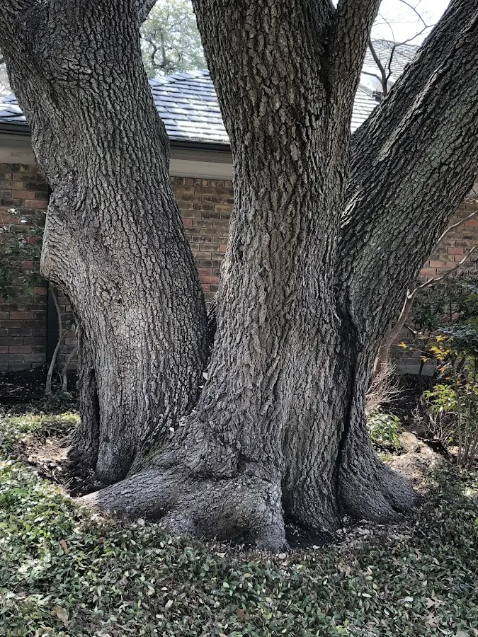 Mature heritage tree close to a Hartville property cared for by certified arborists